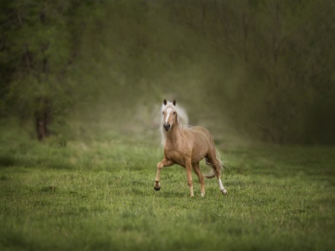 Horse in the Field II