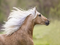 Horse in the Field III