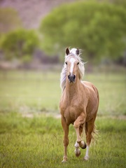 Horse in the Field VI