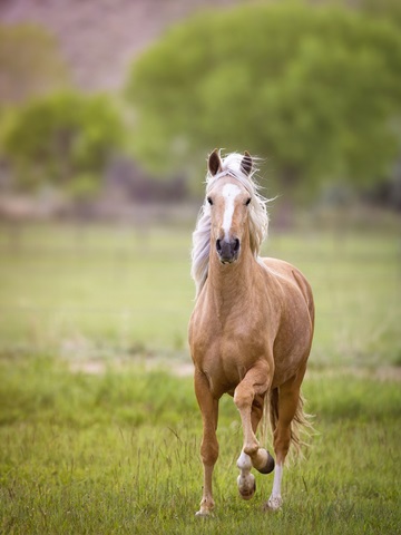 Horse in the Field VI