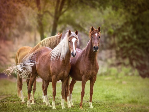 Horses in the Field I