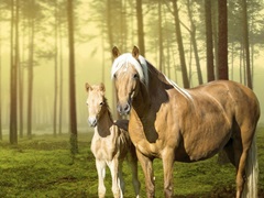 Horses in the Field II