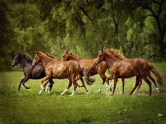 Horses in the Field III