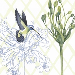 Hummingbird Dance III