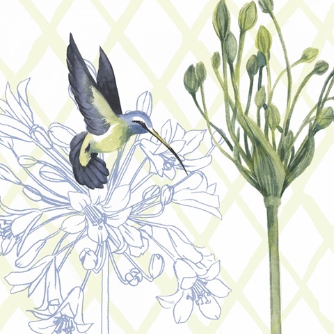 Hummingbird Dance III