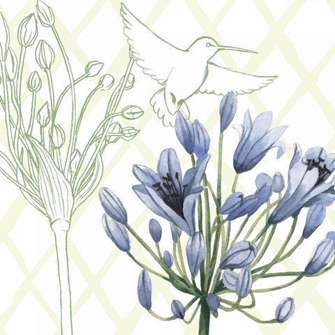 Hummingbird Dance IV