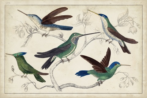 Hummingbird Gathering I