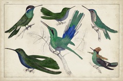 Hummingbird Gathering II