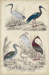 Ibis Family