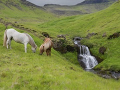 Icelandic Horses I