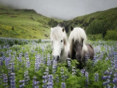 Icelandic Horses III