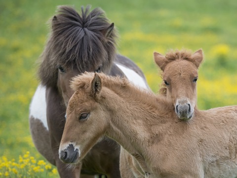 Icelandic Horses IV