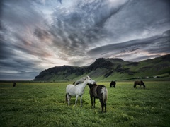 Icelandic Horses IX
