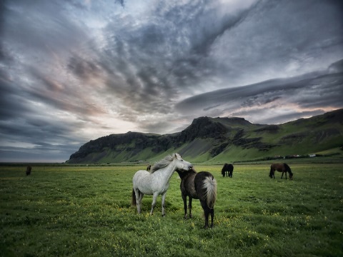Icelandic Horses IX