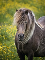 Icelandic Horses V