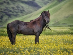 Icelandic Horses VI