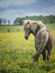 Icelandic Horses VIII