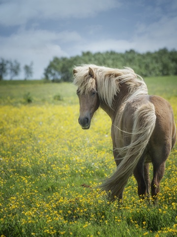 Icelandic Horses VIII