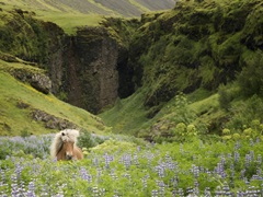 Icelandic Horses XI