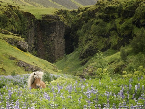 Icelandic Horses XI
