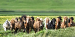 Icelandic Horses XII