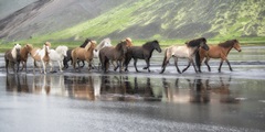 Icelandic Horses XIV