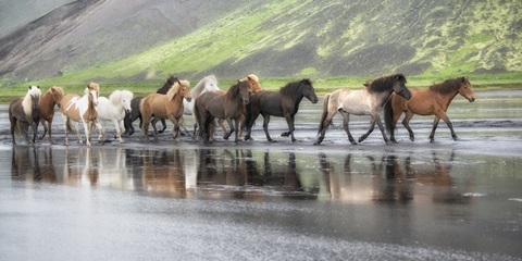 Icelandic Horses XIV