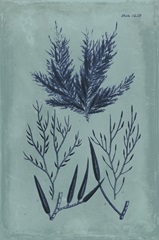 Indigo and Azure Seaweed I