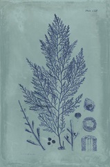 Indigo and Azure Seaweed IV