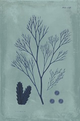 Indigo and Azure Seaweed V