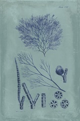 Indigo and Azure Seaweed VI