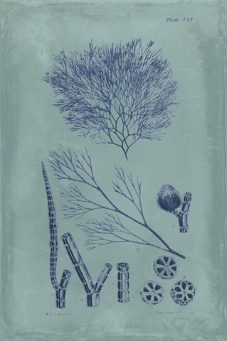 Indigo and Azure Seaweed VI