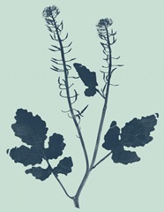 Indigo and Mint Botanical Study I