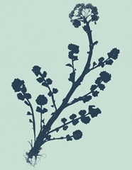 Indigo and Mint Botanical Study II