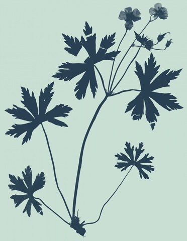 Indigo and Mint Botanical Study III