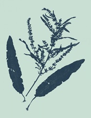 Indigo and Mint Botanical Study IV