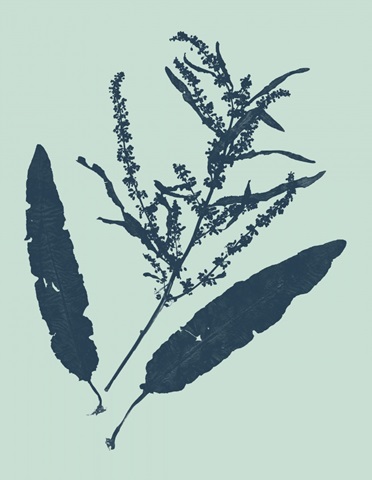 Indigo and Mint Botanical Study IV