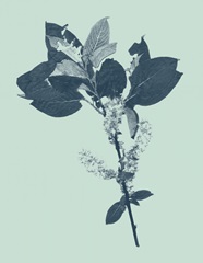 Indigo and Mint Botanical Study V
