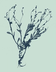 Indigo and Mint Botanical Study VI