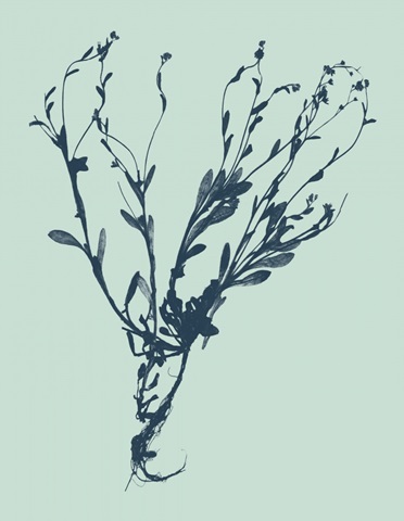 Indigo and Mint Botanical Study VI