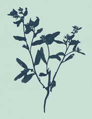 Indigo and Mint Botanical Study VII