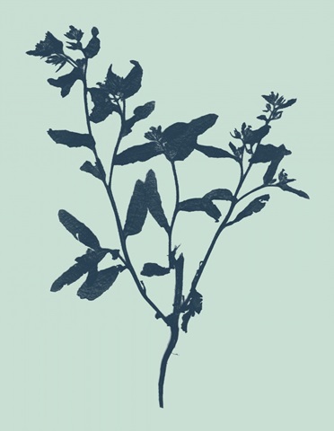 Indigo and Mint Botanical Study VII