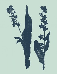 Indigo and Mint Botanical Study VIII