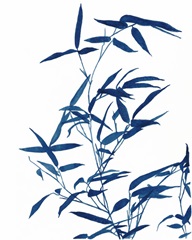 Indigo Botanica I