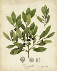 Ink-berry Tree Foliage
