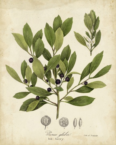 Ink-berry Tree Foliage