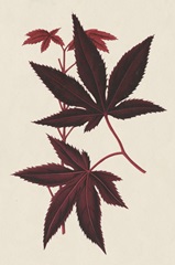 Japanese Maple Leaves I