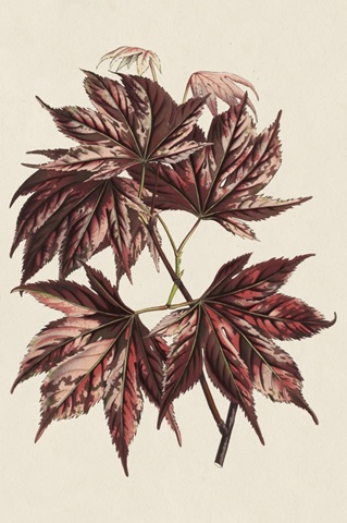 Japanese Maple Leaves II