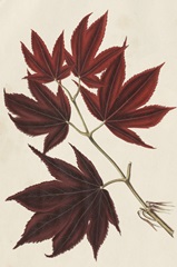 Japanese Maple Leaves III