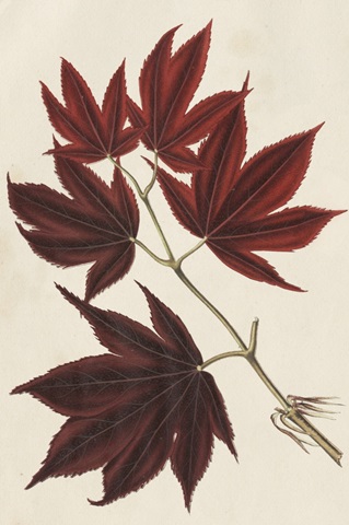 Japanese Maple Leaves III